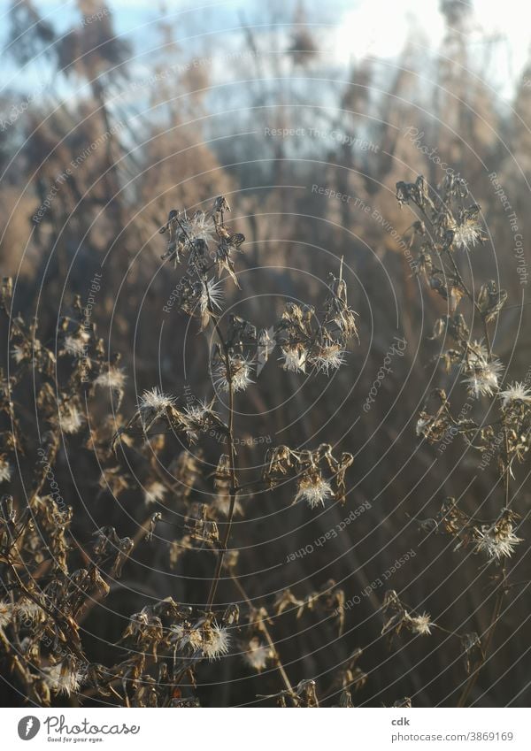 Unscheinbare November-Gräser im Herbst. Natur Spätherbst Pflanze braun welk vertrocknet Blätter Saatgut weich filigran unscheinbar klein verwelkt