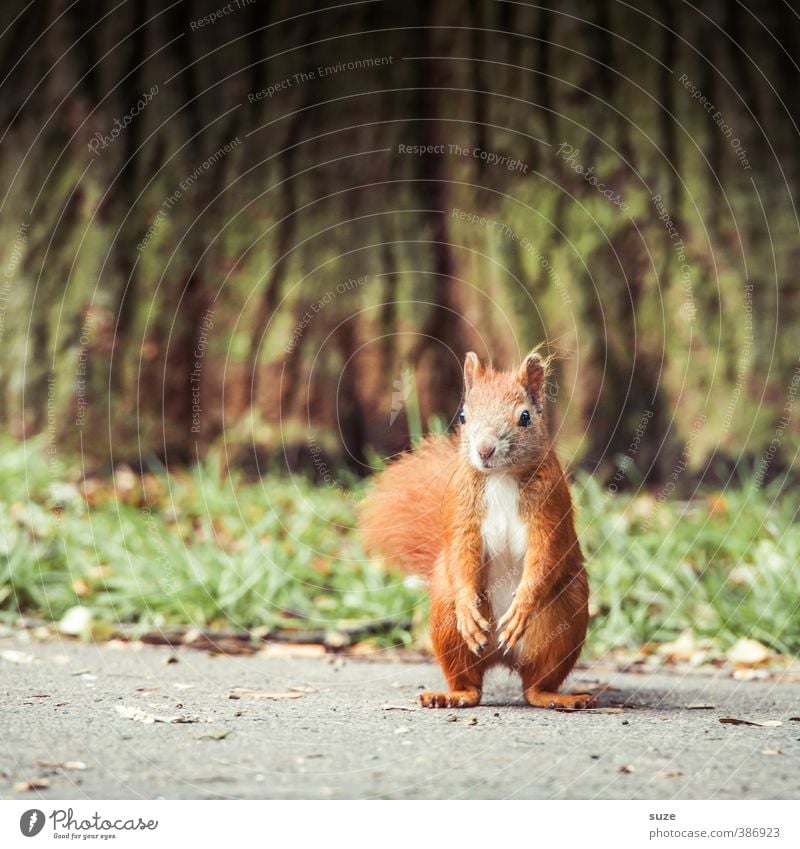 Poser Umwelt Schönes Wetter Baum Gras Wiese Tier Wildtier 1 beobachten Coolness klein lustig niedlich grün rot Eichhörnchen Nagetiere Baumstamm Fell Neugier