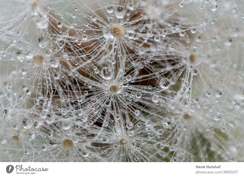 Nahaufnahme von Löwenzahnflaum Allergie Hintergrund schön Schönheit Blüte Schlag Bokeh Hintergrund Botanik Windstille abschließen Blume in Nahaufnahme filigran