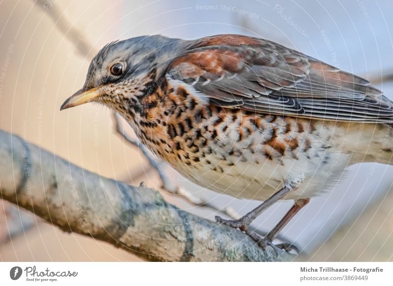 Wacholderdrossel im Baum Drossel Turdus pilaris Tierporträt Schnabel Auge Tiergesicht Gefieder Federn Flügel Vogel Wildtier Zweige u. Äste Kopf Natur