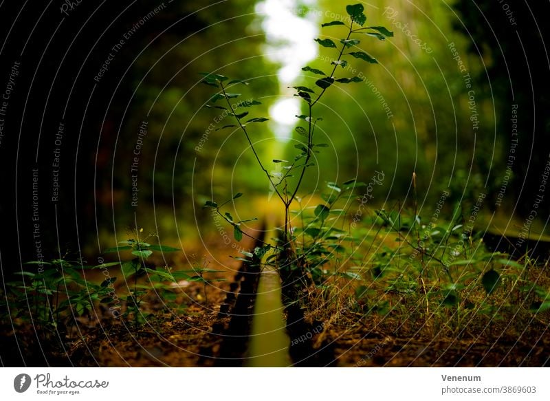 Wildpflanzen in einem alten stillgelegten Gleisbett Bahn Schienen Eisenbahn bügeln Rust Eisenbahnschwellen Wald Wälder Baum Bäume