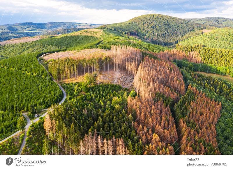 Borkenkäfer borkenkäfer wald bäume gelb erde sonne holzfällen toter wald harvester von oben waldweg