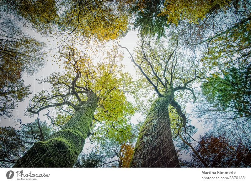 Zirtonenfarbige Herbstbäume von unten fotografiert. Ast Landschaft Tag Umgebung Laub Wald Blatt Blätter Zitrone natürlich orange im Freien Park friedlich