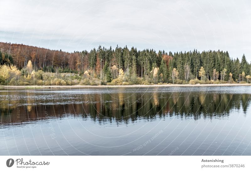 Rubner Teich, Tanner Moor Wasser Landschaft Ufer Wald Österreich Nadelwald Spiegelung Natur Himmel Horizont dunkel dunkelgrün Sumpf Außenaufnahme