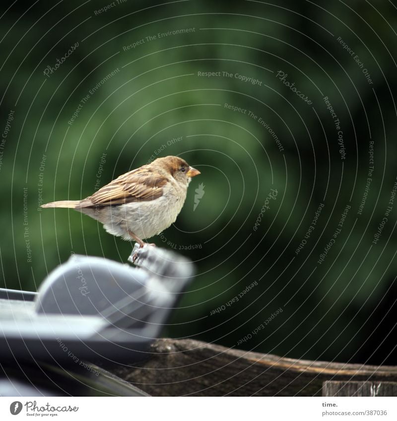 Tier | Heading for Junkfood Sträucher Müllbehälter Vogel Spatz 1 beobachten entdecken sitzen Erwartung Kontrolle Konzentration Mittelpunkt