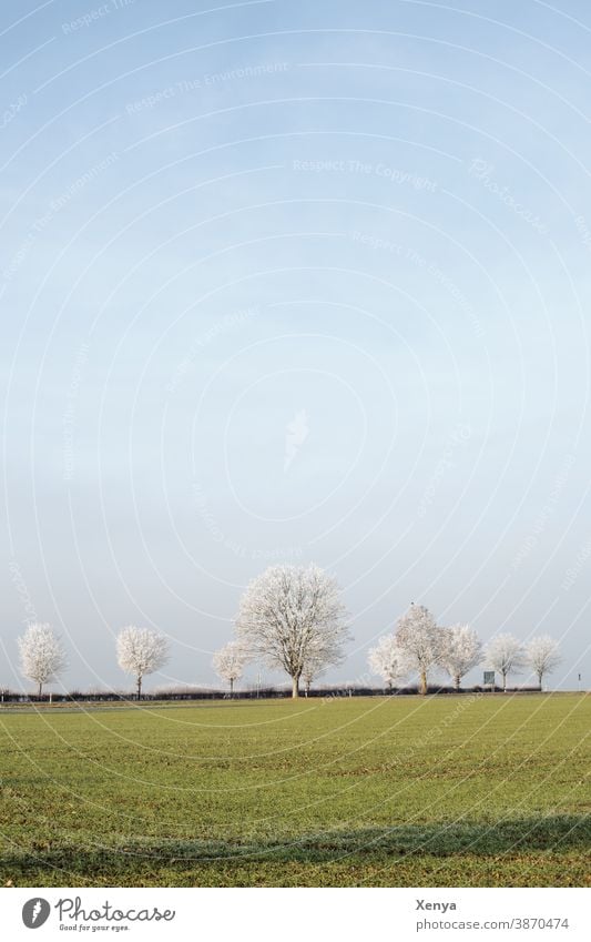 Winterlandschaft Landschaft Raureif Feld Himmel kalt Frost Farbfoto Natur Menschenleer Tag Bäume Außenaufnahme frieren Winterstimmung Wintertag Allee blau grün