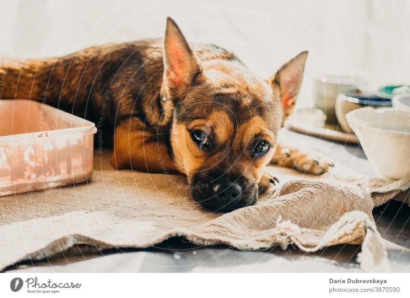 Kleiner brauner Hund liegt auf dem Tisch Stammbaum züchten Porträt Eckzahn Reinrassig lustig Säugetier niedlich jung wenig Tier Hintergrund Welpe Haustier