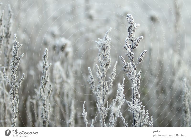 Winterweiß Frost Schnee kalt Raureif gefroren Eis frieren Eiskristall Nahaufnahme Kristallstrukturen Natur Außenaufnahme Pflanze Schneekristall Menschenleer