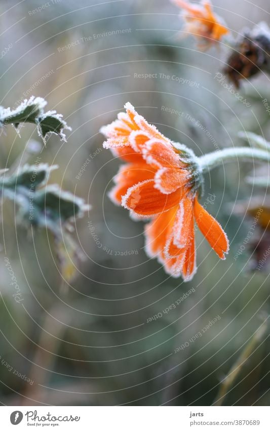 Eisblume Frost kalt Winter Blume gefroren Eiskristall frieren Raureif Natur Nahaufnahme Außenaufnahme Farbfoto Menschenleer