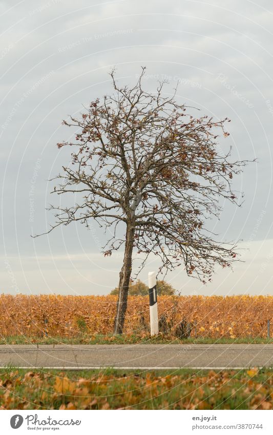 Baum am Straßenrand kahl Herbst Himmel Wolken Straßenmarkierung Pfosten Laub Herbstfärbung ländlich Umwelt Menschenleer herbstlich Herbstlaub Blätter Farbfoto