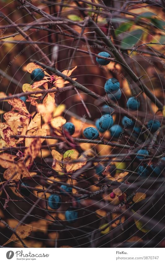 Schlehen / Schlehendorn im Kontrast zu gelbem Herbstlaub Pflanze Natur Gebüsch Sträucher Äste und Zweige Ast Frucht herbstlich Herbststimmung Umwelt regional