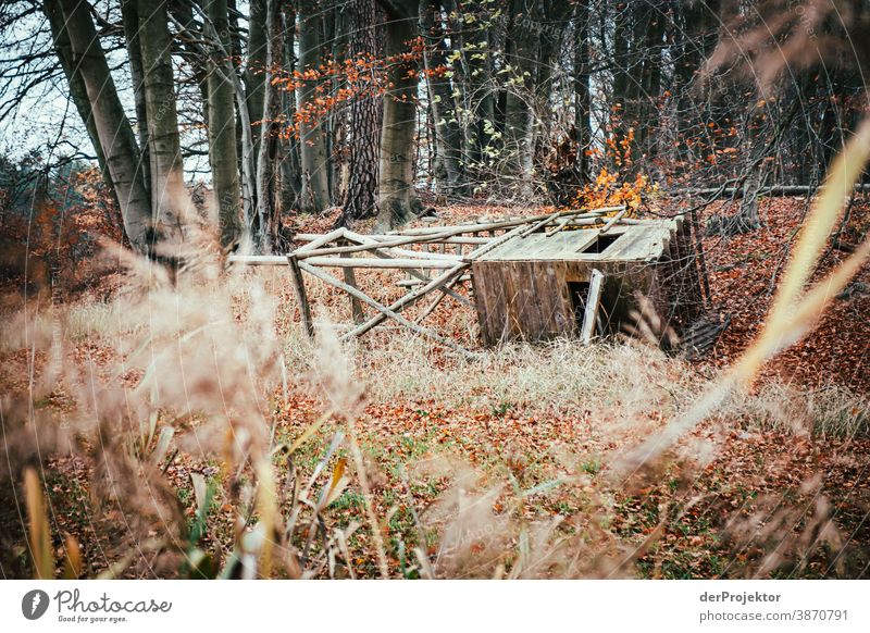 Liegender Hochsitz im Brandenburger Naturschutzgebiet Landschaft Ausflug Umwelt wandern Pflanze Herbst Baum Wald Akzeptanz Vertrauen Glaube Herbstlaub