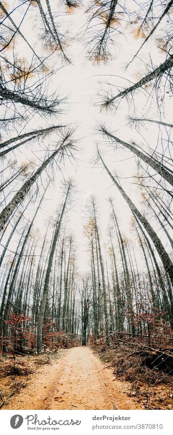 Weg mit Lärchennadeln im Brandenburger Naturschutzgebiet I Landschaft Ausflug Umwelt wandern Pflanze Herbst Baum Wald Akzeptanz Vertrauen Glaube Herbstlaub