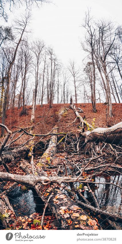 Fließ im Brandenburger Naturschutzgebiet Landschaft Ausflug Umwelt wandern Pflanze Herbst Baum Wald Akzeptanz Vertrauen Glaube Herbstlaub Herbstfärbung