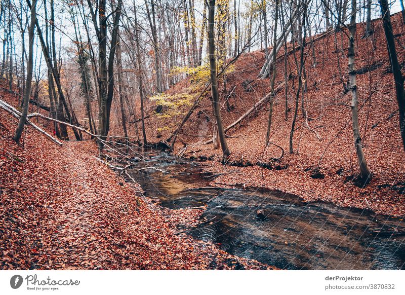 Fließ im Brandenburger Naturschutzgebiet II Landschaft Ausflug Umwelt wandern Pflanze Herbst Baum Wald Akzeptanz Vertrauen Glaube Herbstlaub Herbstfärbung