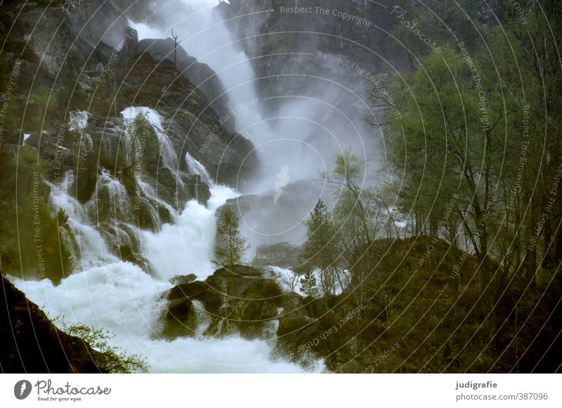 Norwegen Umwelt Natur Landschaft Klima Baum Wasserfall kalt nass natürlich wild Stimmung Kraft fließen Rauschen Fluss Farbfoto Gedeckte Farben Außenaufnahme