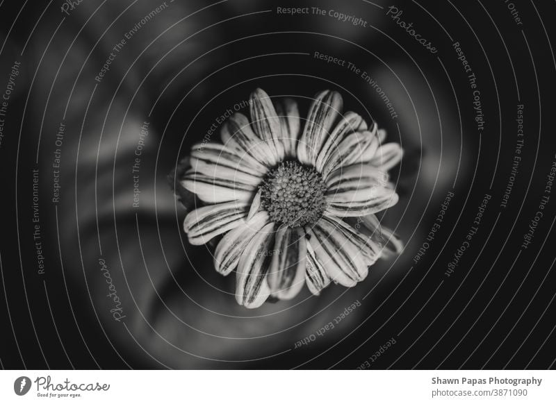 schwarz-weiße Blume Beteiligung schwarz auf weiß Blüte Schwarzweißfoto Natur Pflanze schön Nahaufnahme Schwache Tiefenschärfe