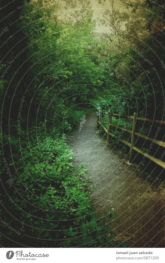 Pfad mit grünen Bäumen im Berg in Bilbao, Spanien Straße Weg Wald Blätter Niederlassungen Berge u. Gebirge Laufsteg hölzern Ländliche Szene Laubwerk Natur