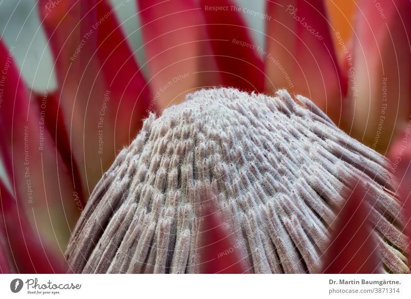 Protea oder Königsprotea (Protea cynaroides) Blütenstand Blume Pflanze Proteaceae Silberbaumgewächse aus Südafrika Kapflora Fynbosflora südafrikanisch