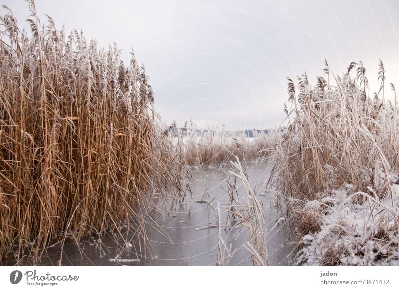 als es noch winter gab. Schilf Frost Natur see Wasser Eis gefroren Winter kalt Menschenleer Schnee frieren Außenaufnahme Umwelt weiß Raureif Pflanze Farbfoto