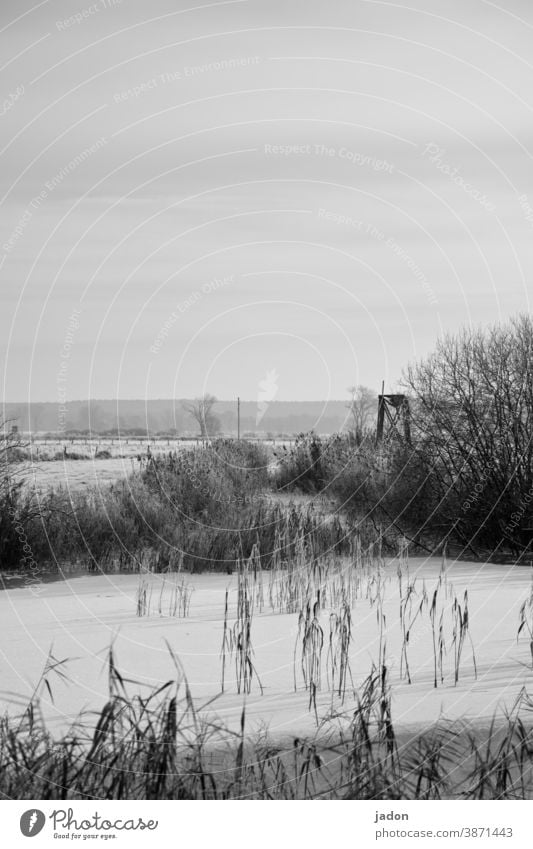 weihnachtsgruß. Schnee Eis Winter kalt Frost gefroren frieren Natur weiß Wasser Felder Schwarzweißfoto Büsche Außenaufnahme Pflanze Horizont Menschenleer Umwelt