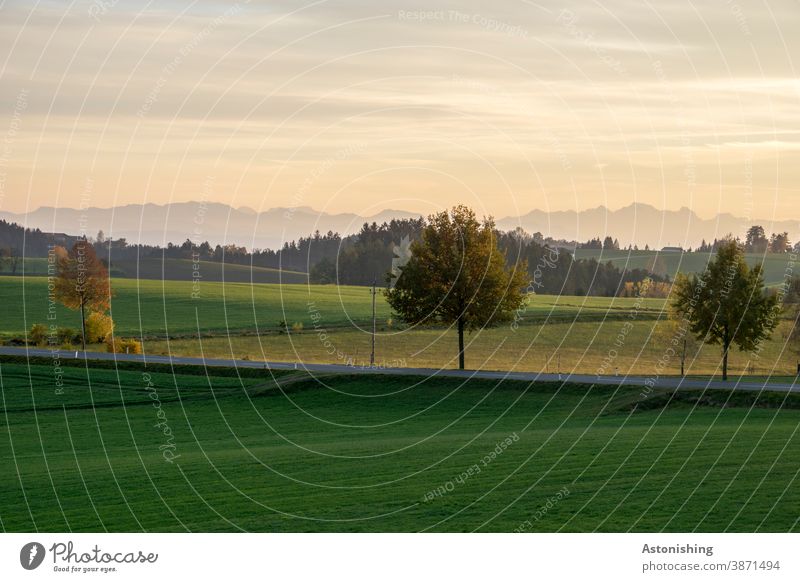 Aussicht bis zu den Alpen Landschaft Bäume Allee Straße grün Natur Wiese Abend Sonnenuntergang Gras Hügel Mühlviertel Licht Schatten Kontrast Abenddämmerung