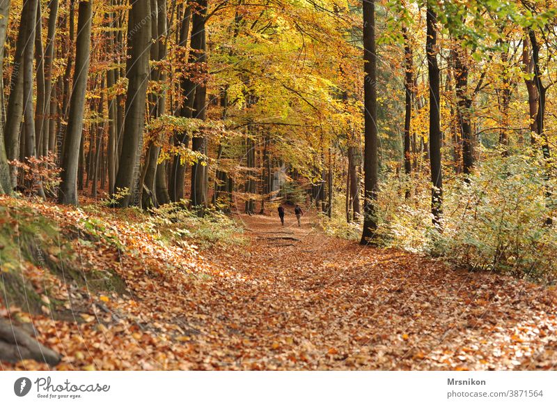 Herbstspaziergang herbst wald waldweg blätter baum bäume waldtag Natur Baum Blätter Landschaft Sonne Sonnenlicht Laub natürlich Blatt Licht Park grün Bäume Wald