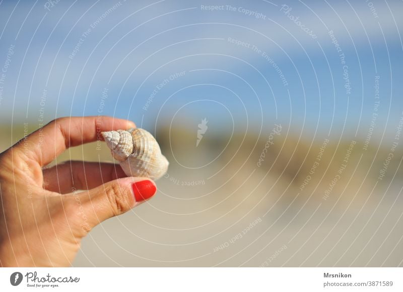 Strandgut Muschel Sand Wasser Sommer Natur Farbfoto Küste Nordsee Menschenleer Ferien & Urlaub & Reisen Außenaufnahme ruhig Nahaufnahme Hand Muschelform