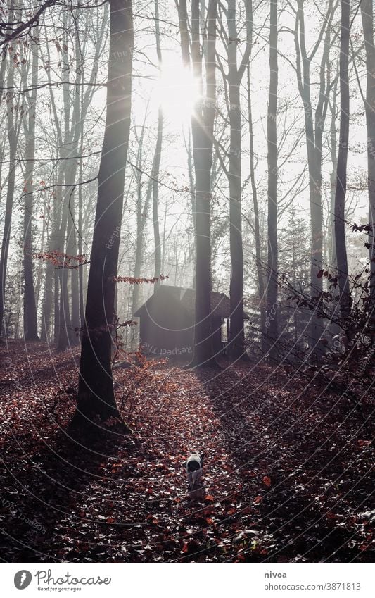 Haus im Herbstwald Wald Außenaufnahme Landschaft Natur Menschenleer Baum Farbfoto Tag Gebäude Umwelt Textfreiraum oben natürlich Nebel Gegenlicht Pflanze Licht