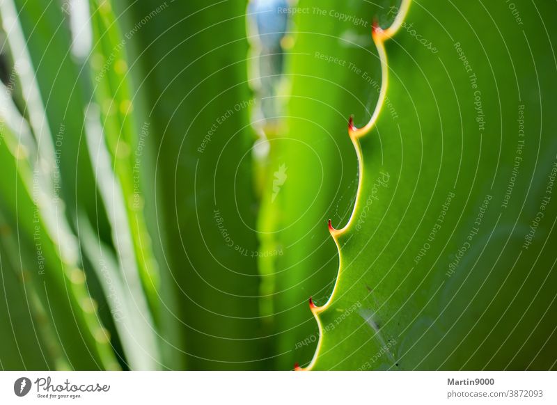 Agave Natur Pflanze Nutzpflanze schön grün Farbfoto Außenaufnahme Textfreiraum links Textfreiraum rechts Tag Zentralperspektive