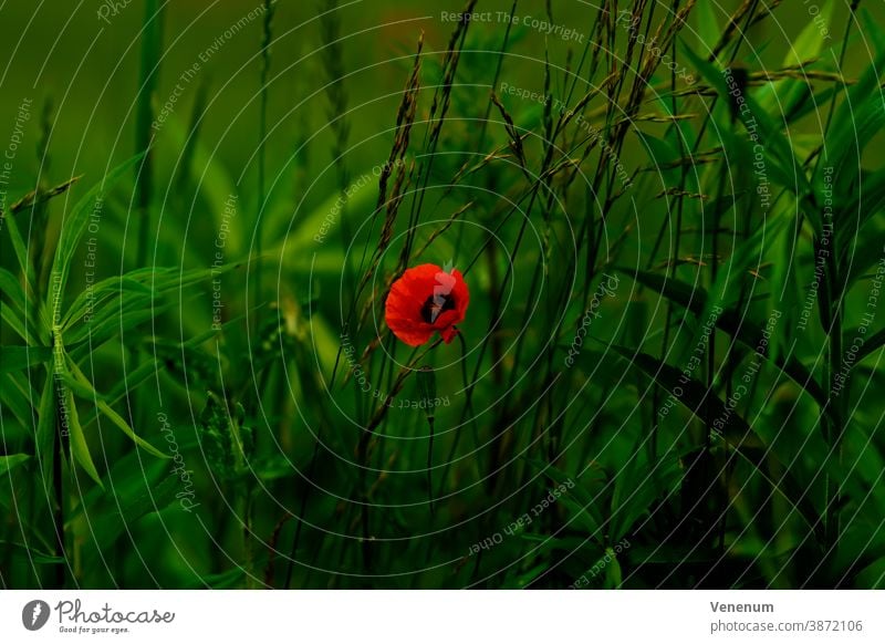 Einzelne Mohnblume am Rande eines Weizenfeldes Blume Blumen Natur Pflanze Wiese Wiesen Gras Mohnblumen blüht Stängel Blatt Blätter Eudikotyledonen Ranunculales