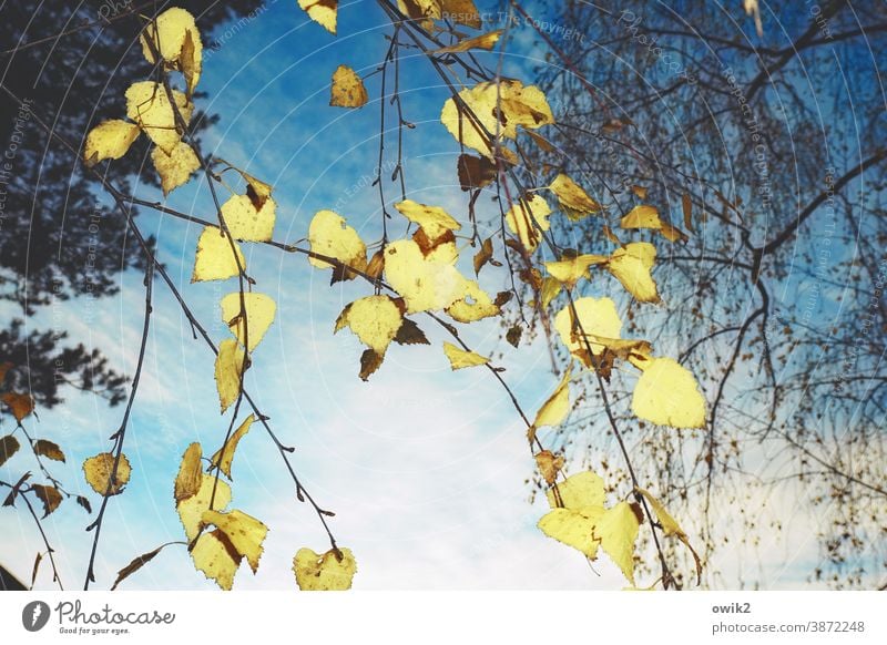 Blattgold Natur Außenaufnahme hängen Zweige Blätter Birke Baum Farbfoto Menschenleer Tag Pflanze Umwelt Sonnenlicht Schönes Wetter Wald Wachstum