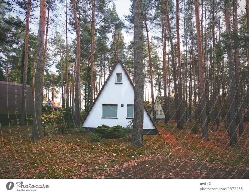 Dreiecksverhältnis Feriensiedlung Bungalows Außenaufnahme Farbfoto Natur Erholung Landschaft Dachschräge einfach Baum Wald Laub Baumstämme Ferienhaus