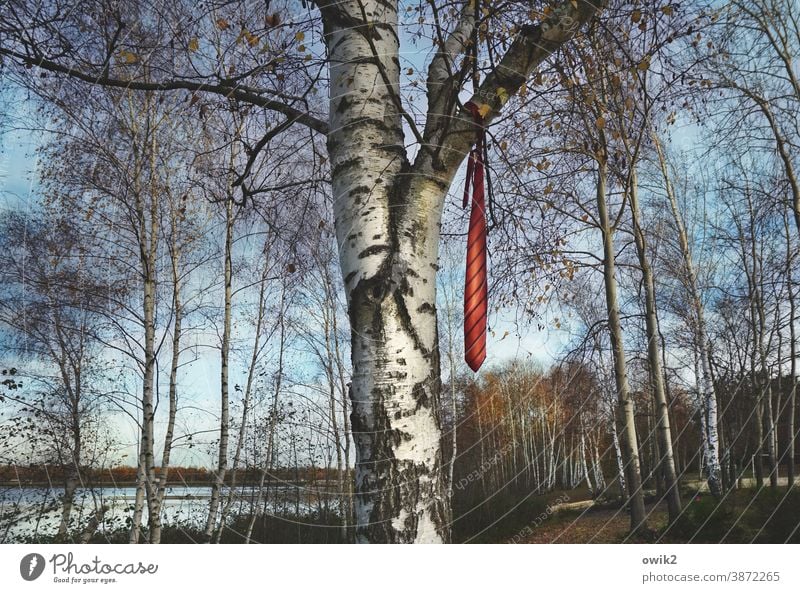 Krawattenzwang Baum Birke oben Zweige Äste hängen rätselhaft unklar Landschaft See Lausitz Wolkenloser Himmel Zweige u. Äste Menschenleer Außenaufnahme Natur