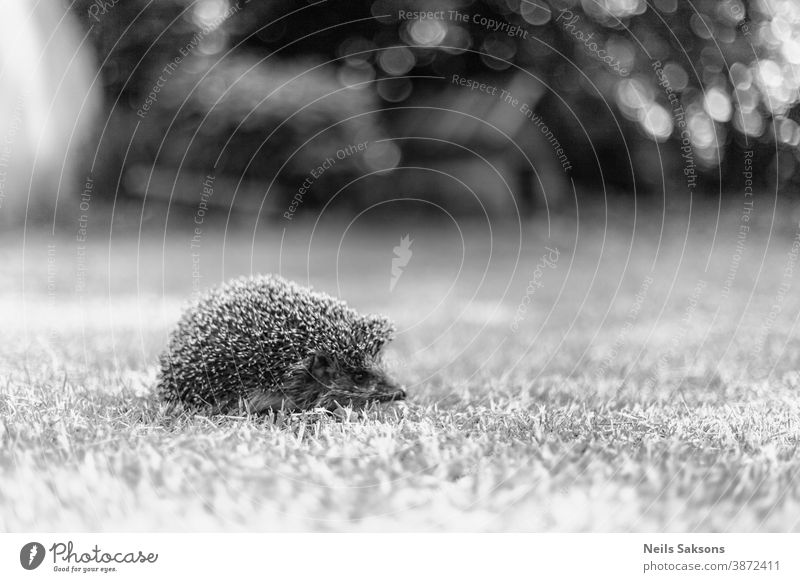 Igel, (Wissenschaftlicher Name: Erinaceus europaeus) Wilder, einheimischer, europäischer Igel in natürlichem Gartenhabitat Tier Hintergrund Nahaufnahme niedlich