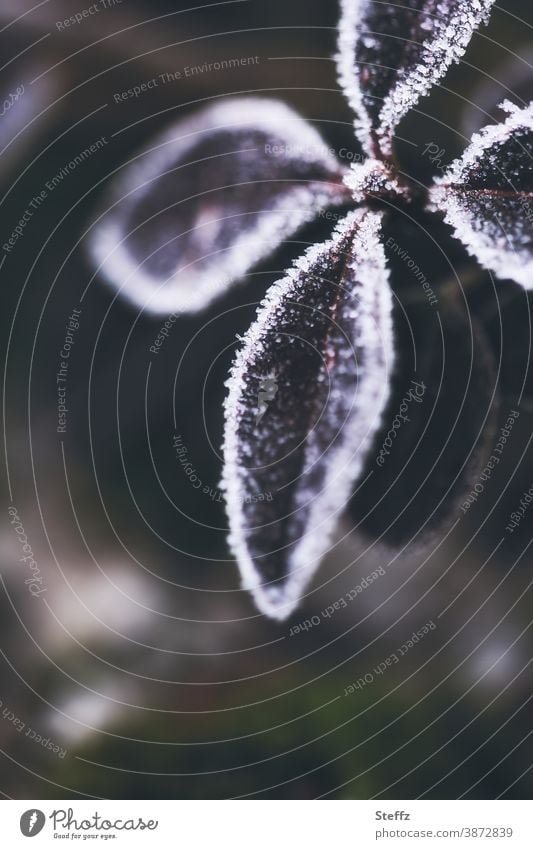 Rhododendron winterlich mit Raureif umrandet Wintereinbruch Kälteeinbruch Kälteschock Everred Rhododendronblätter eisig frieren Frost frostig kalt