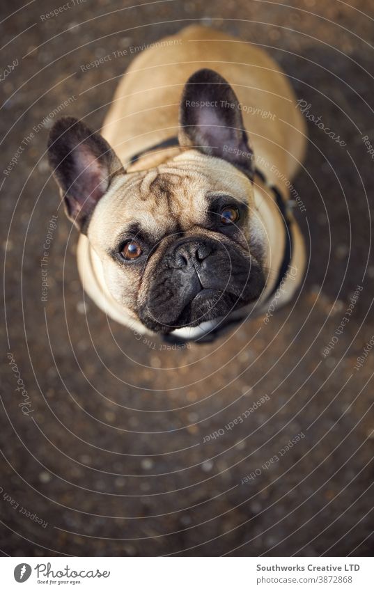 Rehbrauner französischer Bulldoggenwelpe schaut in die Kamera Zaunlatte französische Bulldogge Welpe freundlich niedlich Haustier Sitzen Eckzahn männlich