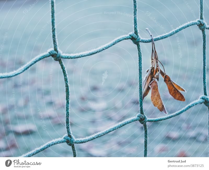 Blatt hängt an einem Zaun mit Raureif Herbst Herbstfarben Natur blau Herbstblätter herbstblatt kalt