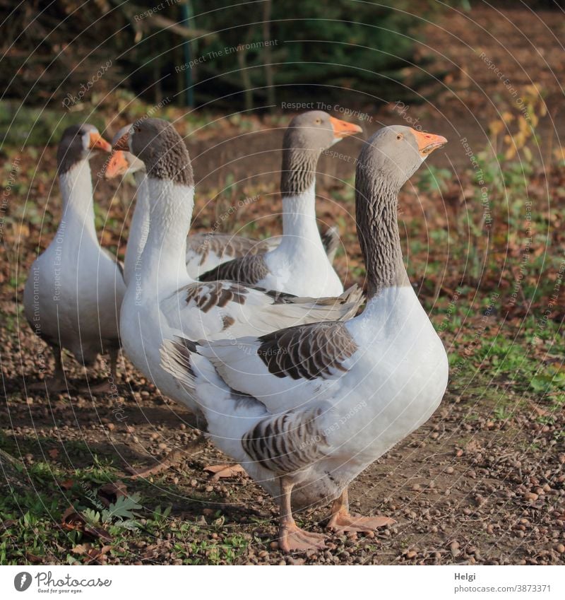 fünf glückliche gescheckte Pommerngänse in einem Auslauf Gans gescheckte Pommerngans Hausgans Tier Vogel Nutztier Landwirtschaft Entenvogel Umwelt Natur