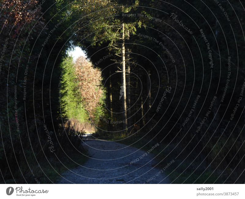 Licht am Ende... Tunnel Weg Wege & Pfade Waldweg Bäume Lichterscheinung Baum Natur Umwelt wandern Herbst Fußweg Sonnenlicht Schatten hell dunkel Spazierweg