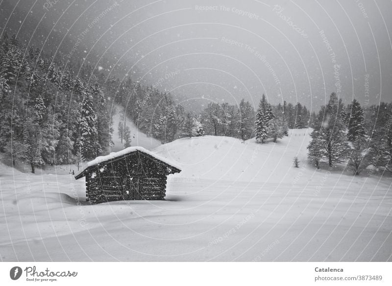 Leise fällt der Schnee vom grauen Himmel, bedeckt den Heuschober auf der Wiese, die Tannen, die hügelige Landschaft mit seiner kalten, schützenden Decke. Grau