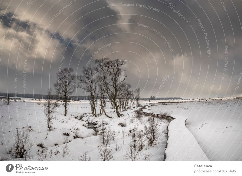 Schneelandschaft mit Holzsteg und Bach Jahreszeiten Schneedecke Umwelt Wetter Winterstimmung Tag Blau Horizont Himmel Natur Pflanze Baum kalt Frost Tageslicht