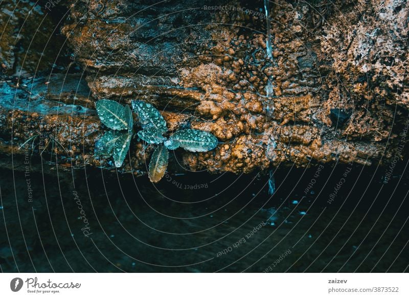 Detail von einigen Blättern, die an einer Steinmauer wachsen, und einem Wasserstrahl, der auf sie fällt Natur Vegetation natürlich Botanik botanisch Nahaufnahme