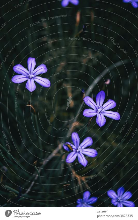 Nahaufnahme einiger violetter Blüten von aphyllanthes monspeliensis mit einem kleinen gelblichen Insekt auf einer von ihnen aphyllanthoideae Natur Vegetation