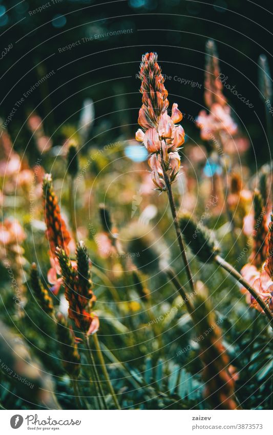 Nahaufnahme einer Traube mit kleinen rosafarbenen Blüten Esparsetten Natur Vegetation natürlich Blume geblümt blühte Botanik botanisch Blütenblätter