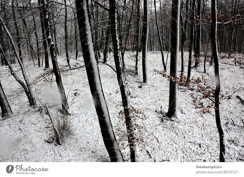 verschneiter Buchenwald Winter Schnee Winterwald Forstwald Wald Winterlandschaft Natur Umwelt Außenaufnahme Landschaft winterlich Wintertag Winterstimmung Baum