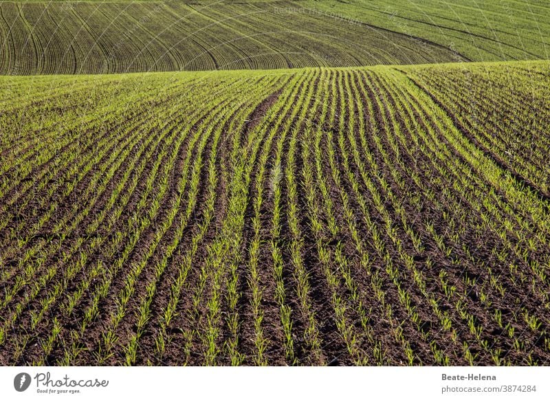 Feld mit Wintersaat Aussaat Grünpflanze Landwirtschaft Ackerbau Landschaft Außenaufnahme Wachstum Furche Natur Erde Pflanze Farbfoto Tag Menschenleer