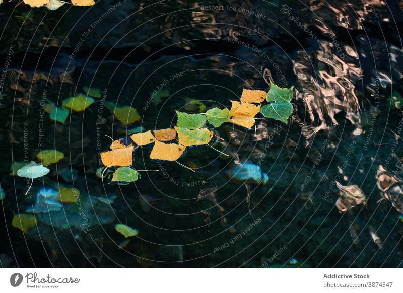 Blätter schwimmen auf dem Wasser des Sees Blatt Herbst Schwimmer Teich fallen Saison Birke Oberfläche Windstille grün gelb friedlich Laubwerk Flora Gelassenheit