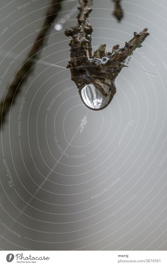 Wassertropfen an Ast, mit Spinnenfäden Tropfen nass Einsamkeit Natur Herbst schlechtes Wetter hängen Unlust Sorge einzigartig Reflexion & Spiegelung rund