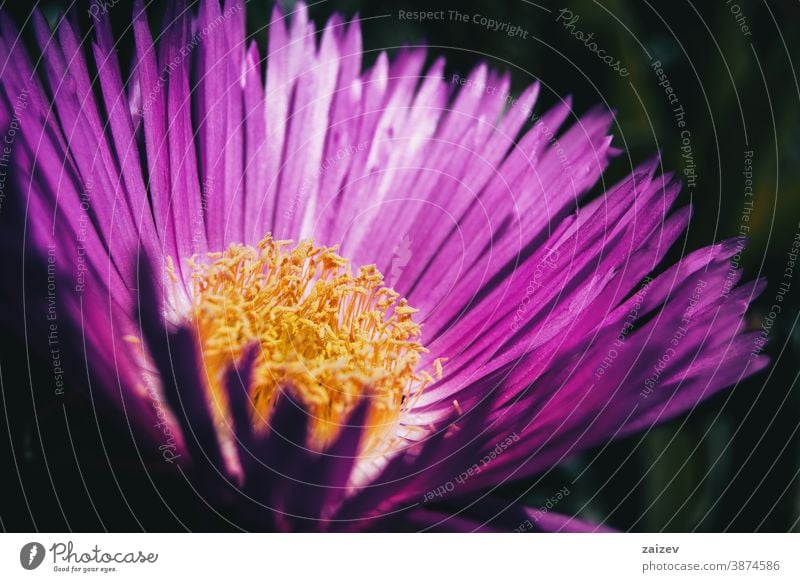 Makro einer Carpobrotusblüte mit rosa Blütenblättern und gelben Staubgefäßen carpobrotus Natur Vegetation natürlich Blume geblümt blühte Botanik botanisch